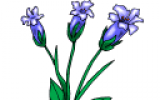 bloemenseance3.png